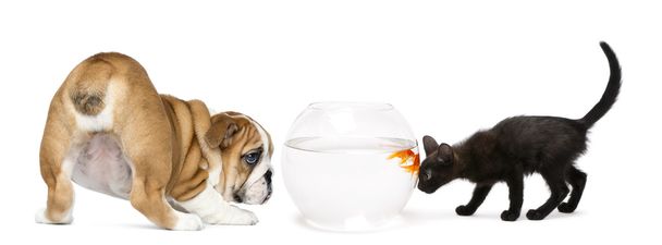 Inglês Bulldog Filhote de cachorro e gatinho preto olhando para um peixinho dourado em um aquário tigela, isolado em branco
 - Foto, Imagem