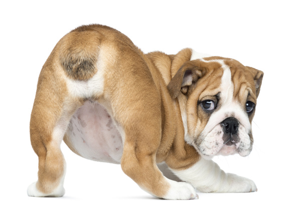 Vista trasera de un bulldog inglés cachorro de abajo hacia arriba, 2 meses de edad, i
 - Foto, Imagen