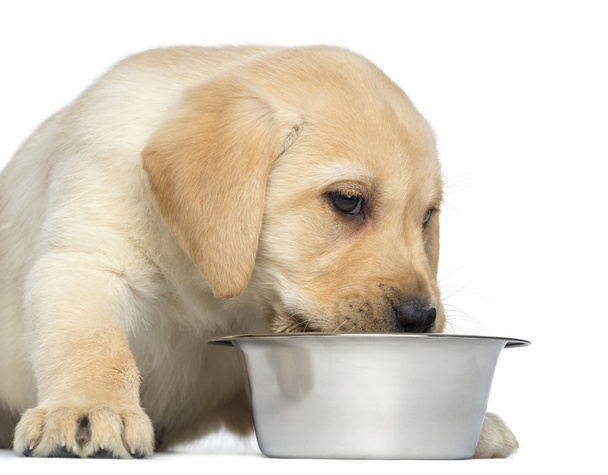 Primer plano de un cachorro Labrador Retriever, de 2 meses, comiendo
 - Foto, Imagen