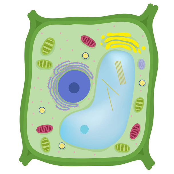 Растительная клетка эукариотична
 - Вектор,изображение