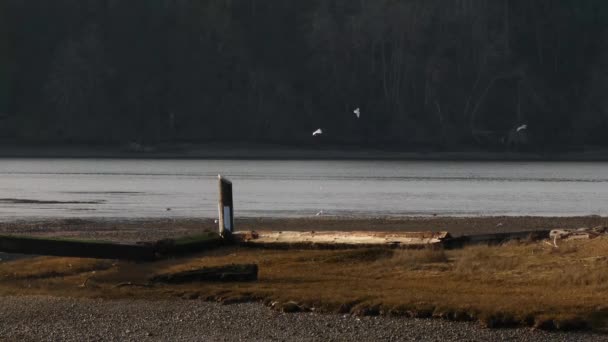 gaviotas volando sobre el agua
 - Metraje, vídeo