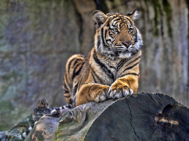 Jovem fêmea Sumatran Tiger Panthera tigris sumatrae, deitada no tronco e olhando em volta
 - Foto, Imagem