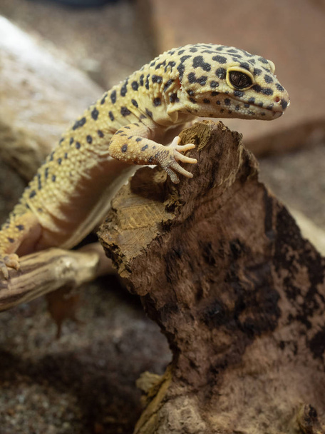 Leopardo de Gecko
 - Foto, imagen