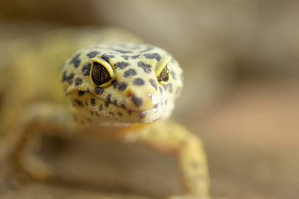 Gecko Leopard - Zdjęcie, obraz