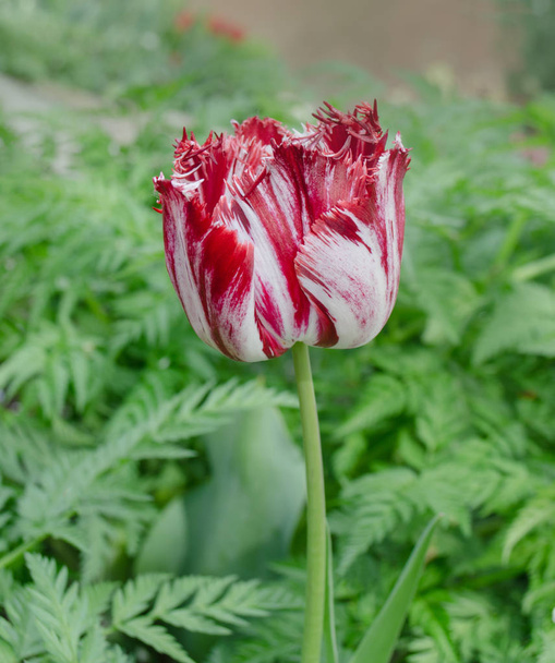 Tulipe rose et blanche Rembrandt aux pétales éponge
 - Photo, image