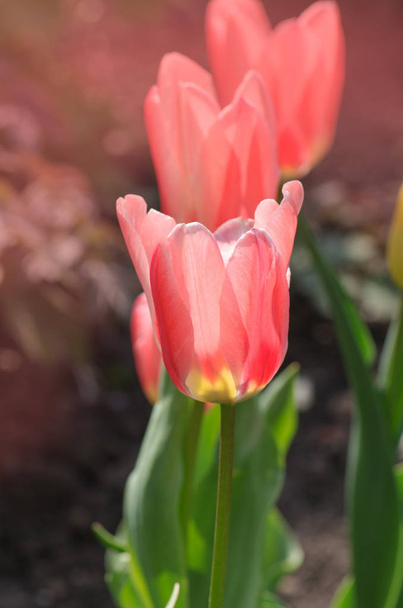 Szép tulip csíkkal. Miramare virág tulipán - Fotó, kép