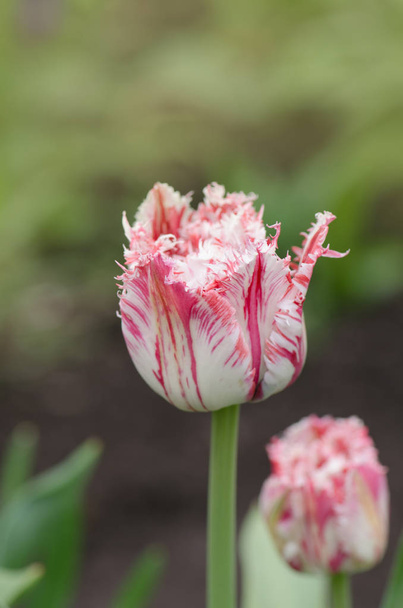 Czerwony tulipan z białym marginesie w ogrodzie Rembrandt - Zdjęcie, obraz