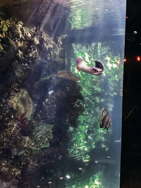 stilvolles Aquarium mit Unterhaltungsmöglichkeiten im Restaurant. beaut - Foto, Bild