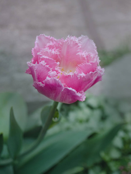 Rosa tulipán crispa Nuevo look
 - Foto, Imagen