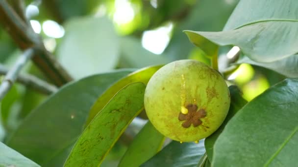 Vihreä mangosteen puussa
 - Materiaali, video