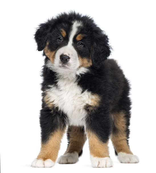 Berneński pies pasterski szczeniak, 2 miesiące, stojące, na tle - Zdjęcie, obraz