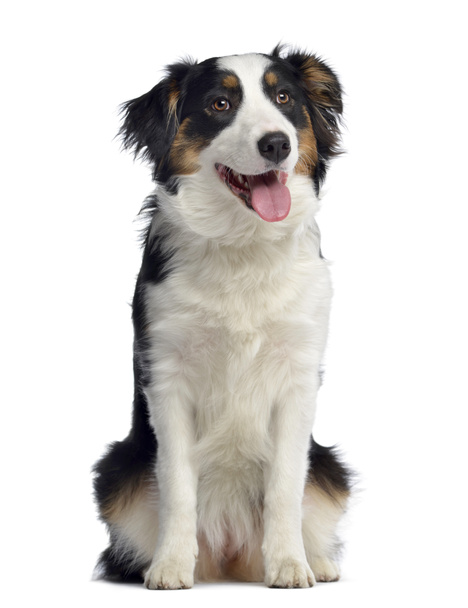 Australian Shepherd, 8 months old, sitting and panting, isolated - Photo, Image