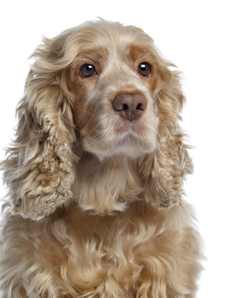 Close-up of an English cocker spaniel, isolated on white - Foto, afbeelding