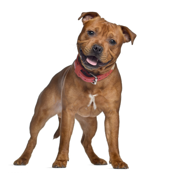 Staffordshire Bull Terrier, 9 mesi con colletto rosso, standi
 - Foto, immagini
