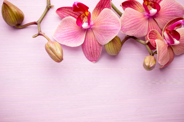 Pink orchid flower. - Foto, Imagen