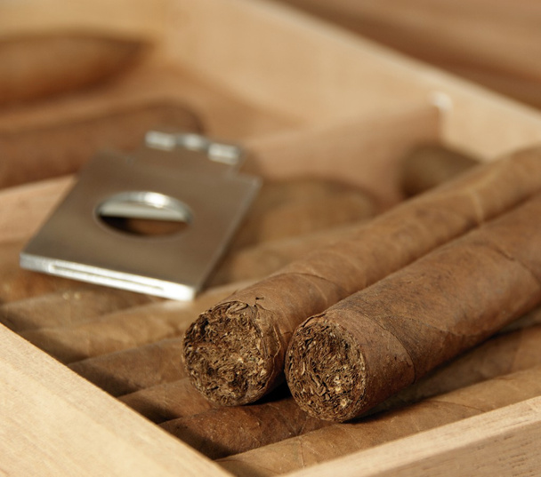 Cigarros en humidor
 - Foto, imagen