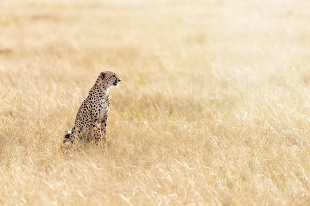 Bela chita adulta na grama longa do Masai Mara, Quênia. Este gato grande elegante está sentado no perfil no início da manhã luz do sol.Espaço para texto
 - Foto, Imagem