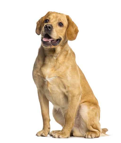 Labrador Retriever, 1 year old, sitting and panting, isolated on - Photo, Image