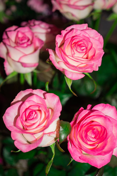 Rose des fleurs colorée, belle et délicate dans le jardin
. - Photo, image