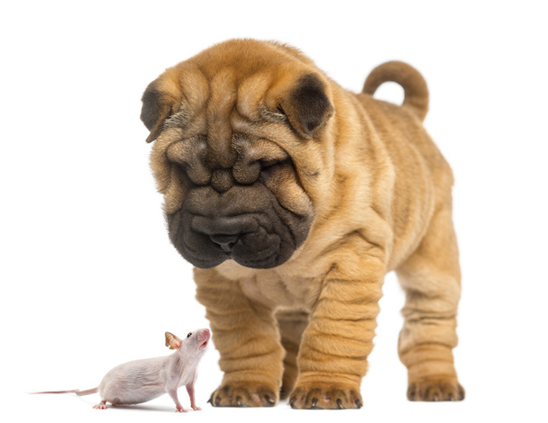 シャーペイの子犬分離、ヘアレス マウスを見下ろして - 写真・画像