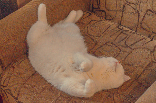 Witte kat is slapen op de rug op de stoel - Foto, afbeelding