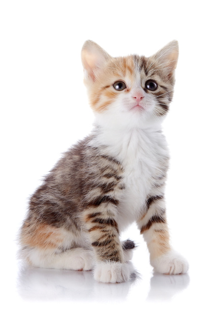 Multi-colored small kitten sits on a white background. - Foto, afbeelding