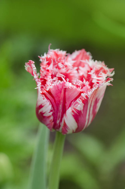 rote Tulpe mit weißem Rand im Garten Rembrandt - Foto, Bild