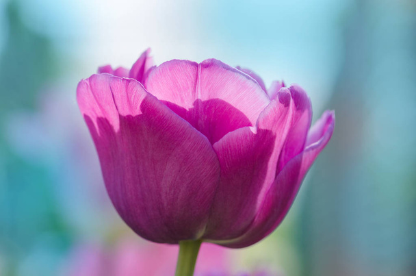 Beautiful purple tulip outdoor - Фото, изображение
