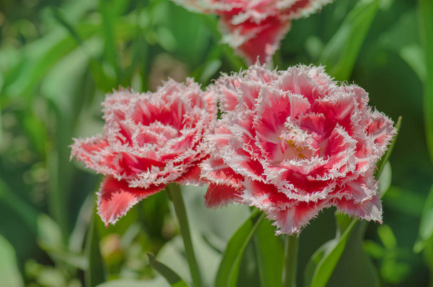 Tulipán de rizo rosa en el macizo de flores. Hermoso tulipán con flecos
 - Foto, Imagen