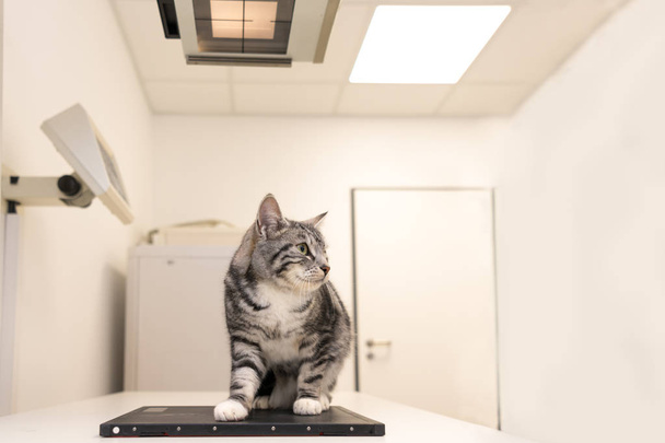 Gato en la práctica veterinaria. El veterinario es rayos X, el animal.
 - Foto, Imagen
