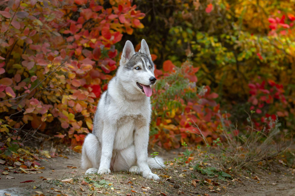 Closeup outono retrato de cachorro husky siberiano. Um jovem cinza branco husky um parque
. - Foto, Imagem