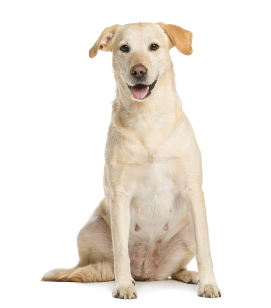 Golden Retriever, one year old, sitting and panting, isolated on - Foto, afbeelding