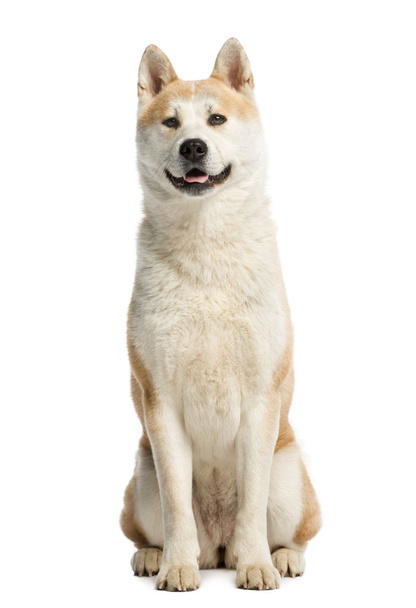 Akita Inu sitting and looking away, 2 years old, isolated on whi - Foto, immagini