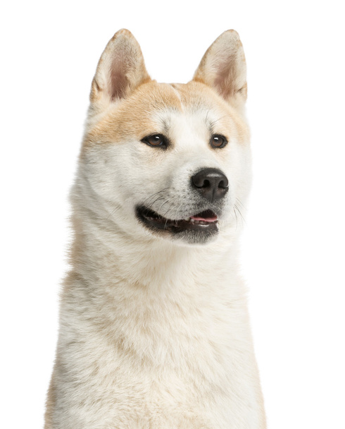 Close-up of an Akita Inu looking away, 2 years old, isolated on - Foto, imagen