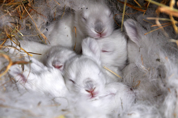 Десятидневный кролик калифорнийской породы депа
 - Фото, изображение