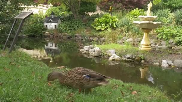 Ducks in Halifax Public Gardens, Nova Scotia, Canada  - Footage, Video