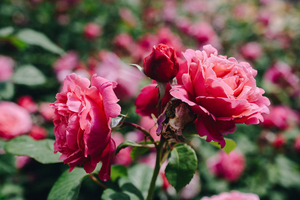 Paar bloeiende mooie kleurrijke rozen in de tuin - Foto, afbeelding