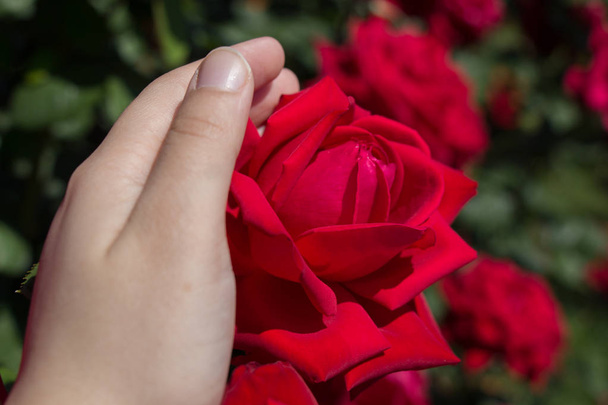 Hand holding rose bloom in the garden - Fotoğraf, Görsel