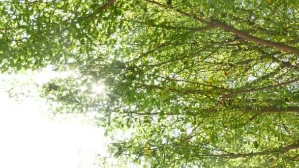 malownicze zbliżenie pięknych gałęzi zielonych drzew - Materiał filmowy, wideo
