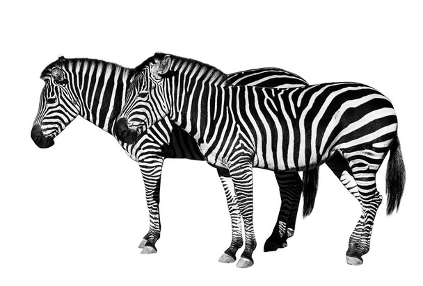 Mladé krásné zebry izolovaných na bílém pozadí. - Fotografie, Obrázek
