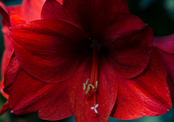 Foto de cerca de la hermosa amarilis de terciopelo rojo, flor de Hippeastrum. Fondo oscuro y malhumorado
. - Foto, Imagen