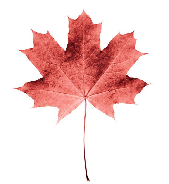 Розовый или воротник кленовый лист изолированный белый фон. Красивый осенний кленовый лист, изолированный на белом. Осенний лист
 - Фото, изображение