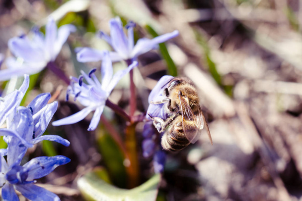 Beautiful blue Scilla Siberica. First spring flowers in the garden. - Photo, Image