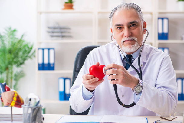 Idősebb férfi orvos kardiológus szív modell  - Fotó, kép