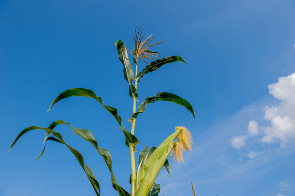 corn cobs - Photo, Image