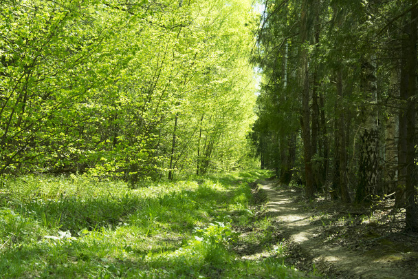 весенняя панорама живописного леса из деревьев со свежей зеленой леей
 - Фото, изображение