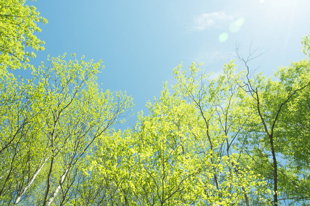 весенняя панорама живописного леса из деревьев со свежей зеленой леей
 - Фото, изображение