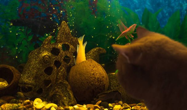 Brytyjski brązowy kot ściśle oglądania ryb w akwarium - Zdjęcie, obraz