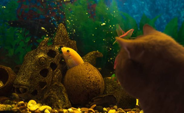 Gatto bruno britannico che guarda da vicino i pesci in un acquario
 - Foto, immagini