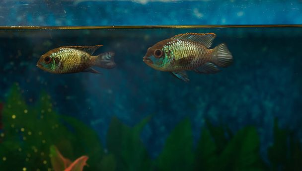水槽の寿命。Nannacara クローズ アップ ヒメコガネ黄金ドワーフ シクリッド - 水族館の魚。選択と集中 - 写真・画像